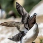 image of bird