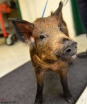image of boar #0