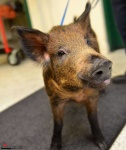 image of animal