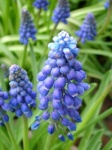 image of flower