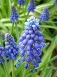 image of grape_hyacinth #6