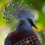 image of victoria_crowned_pigeon #6