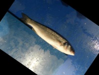 image of fish