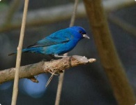 image of indigo_bunting