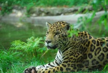 image of jaguar_car