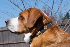 image of greater_swiss_mountain_dog