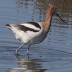 image of bird