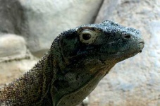 image of komodo_dragon