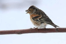 image of brambling