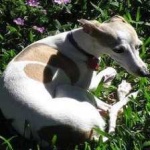 image of animal