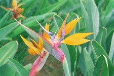 image of flower