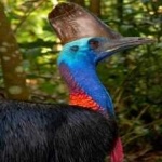 image of bird