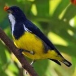 image of bird