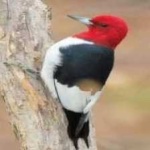 image of red_headed_woodpecker #17