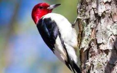 image of woodpecker #21