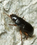 image of ground_beetle #22