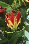 image of flower