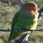 image of bird