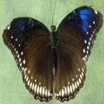 image of animal