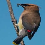 image of bird
