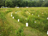 image of maze