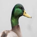 image of bird