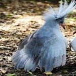 image of bird