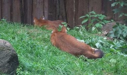 image of dhole
