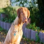 image of animal
