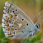 image of animal