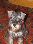 image of miniature_schnauzer