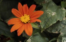 image of flower