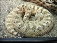 image of sidewinder
