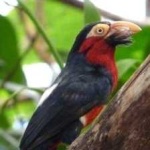 image of bird