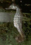 image of sea_horse