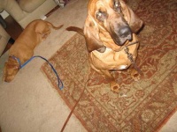 image of bloodhound