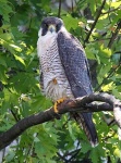 image of falcon