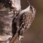 image of bird