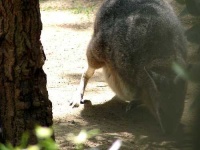 image of wallaby