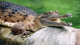image of crocodile