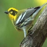 image of bird
