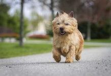 image of norwich_terrier