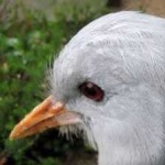 image of bird