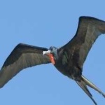 image of bird