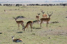 image of impala