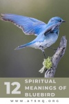 image of bluebird