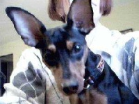 image of animal