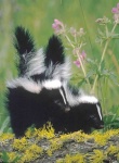 image of skunk
