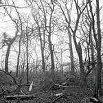 image of forest