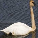 image of bird